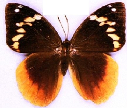 MARIPOSA.jpg