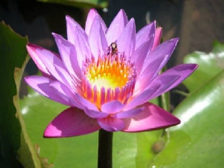 flor flor