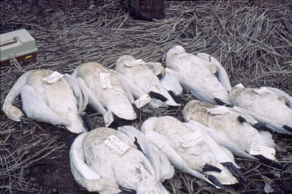8DeadSwans600.jpg