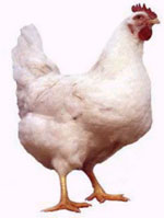 gallina.jpeg