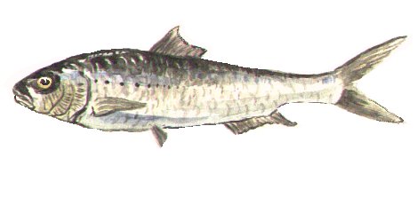 la foto de carné (o pescao)