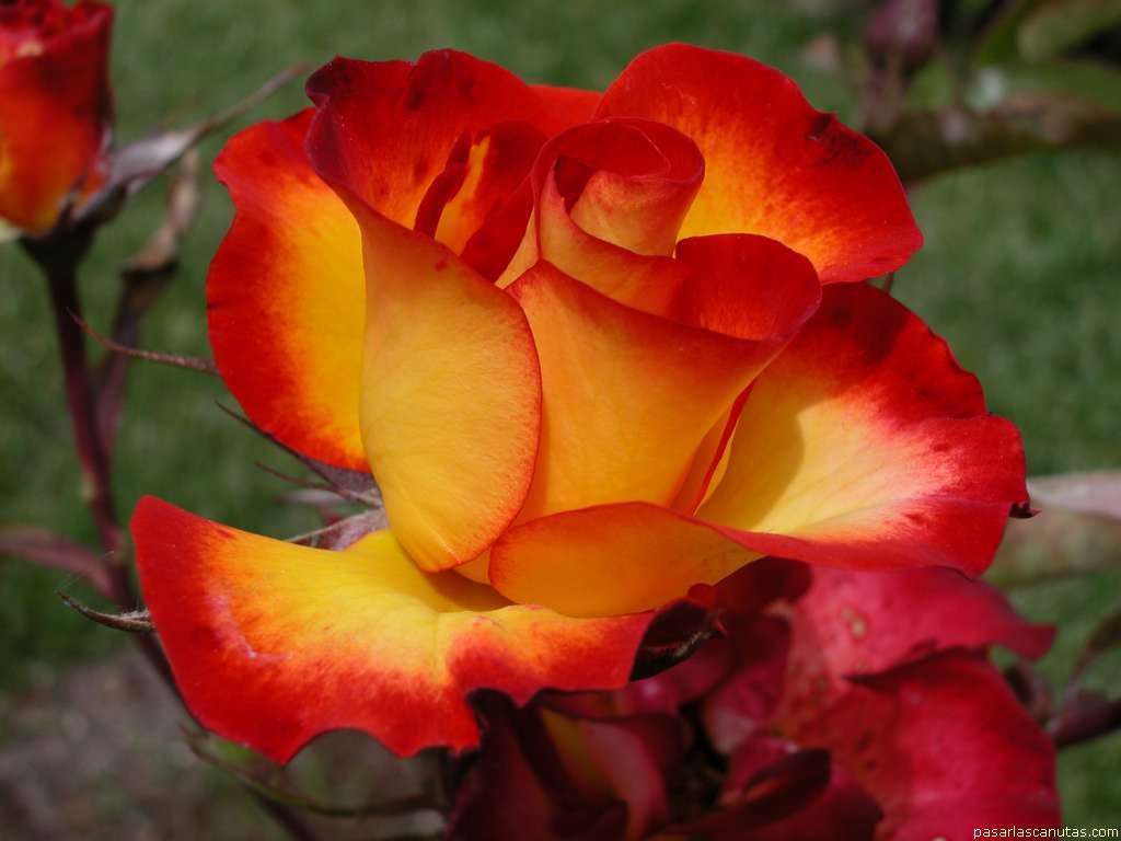 rosa_Mama_Puri_2.jpg