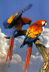 guacamayo.jpg