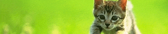 gato.gif
