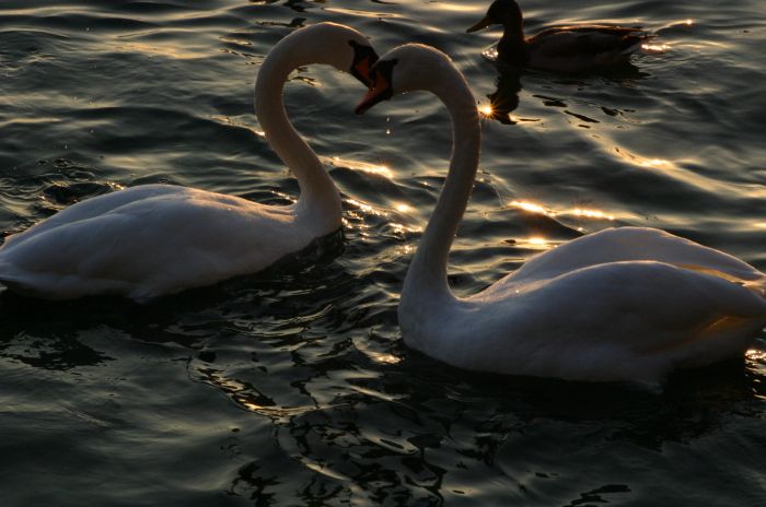 cisnes.jpg