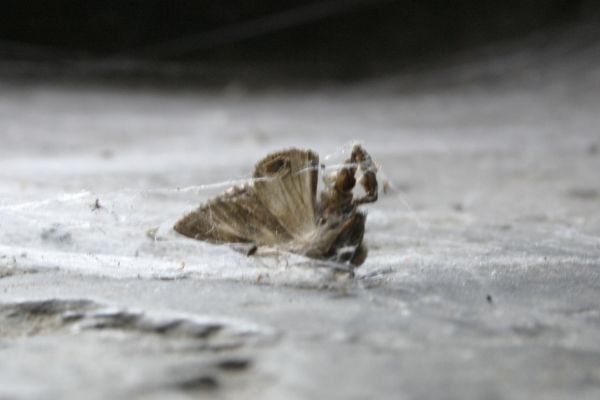 mariposa.jpg