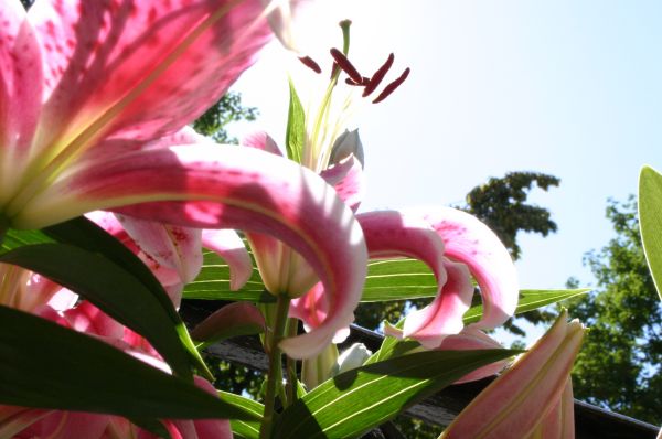 orquideas.jpg