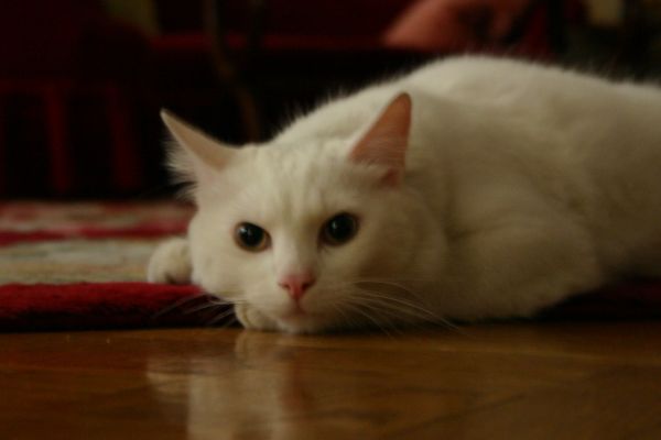 pompon19.jpg