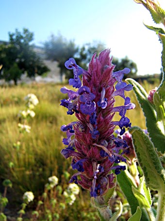 07072006001.jpg