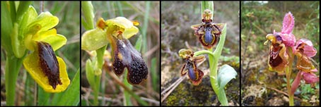 4ophrys4.jpg
