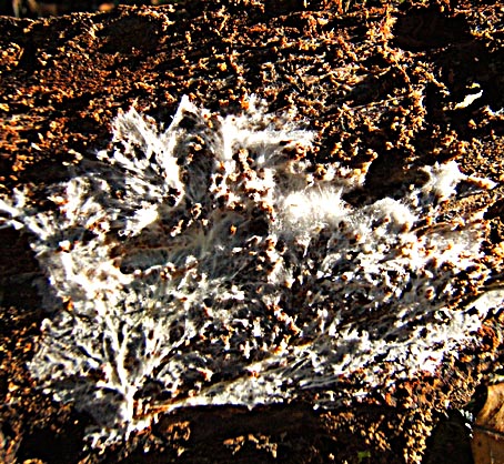 DSCF4022c.jpg