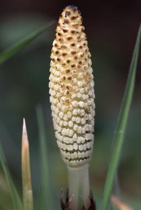 E.arvense2c.jpg