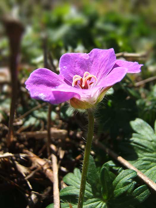 Geranium-Sanguinum17032007.jpg