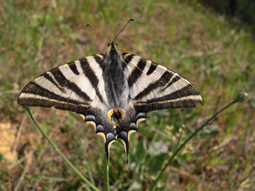 Iphiclides.jpg