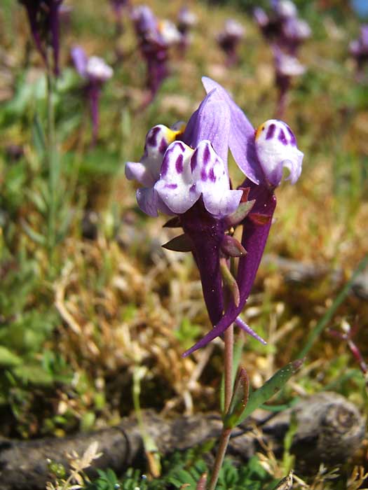 Linaria-Amethystea.jpg