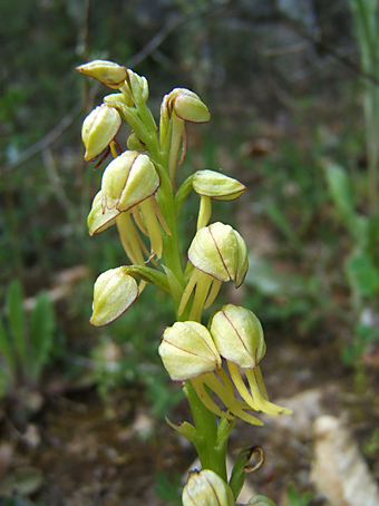 aceras050507.jpg