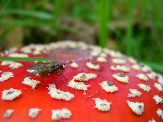 amanitamuscaria.jpg