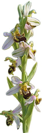 apifera58ent.png