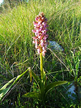 barlia-robertiana.jpg