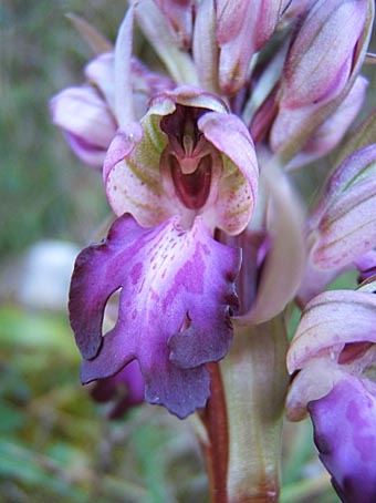 barlia_robertiana_2006.jpg