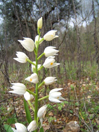 c_longifolia.jpg
