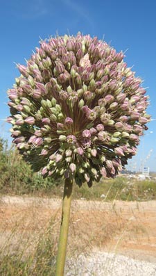 cebolon
