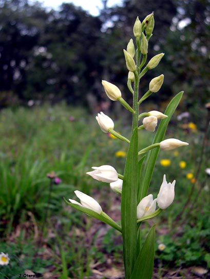 cephalanteralongifolia.jpg
