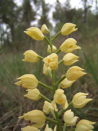 cephalantherea.jpg