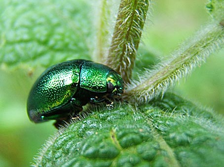chysolina_hyperici1.jpg