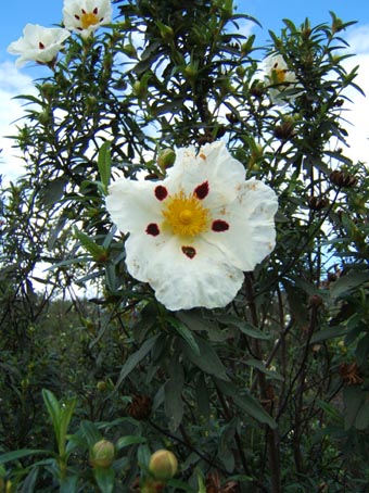 cistus_ladanifer.jpg