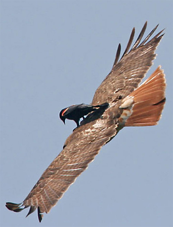 corvido.jpg