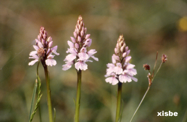 d.elata.jpg