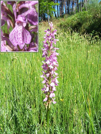 dactylorhiza_caramulensis.jpg
