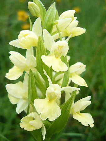 dactylorhiza_markusii_1_2.jpg