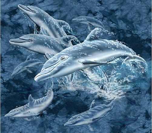 delfins.jpg