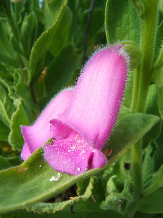 digitalis_thapsi.jpg