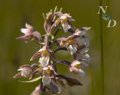 epipactis.jpg