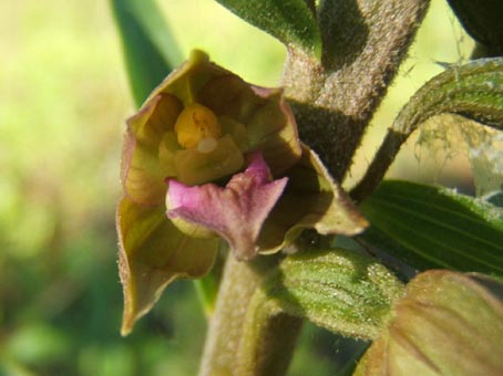 epipactis1.jpg
