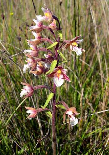 epipactispalustris.jpg