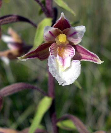 epipactispalustris2.jpg