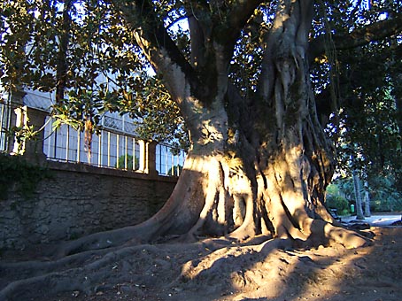 ficus.jpg