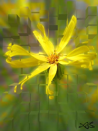 flow.jpg