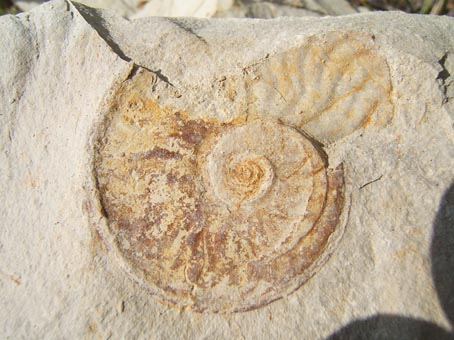 fossil.jpg