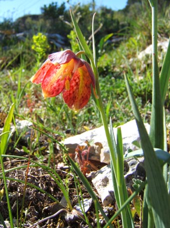 fritillaria_lusitanica.jpg