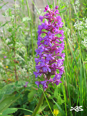 gymnadenia12.jpg