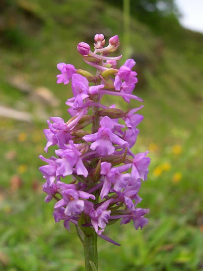 gymnadeniaconopsea.jpg