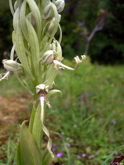 hhircinum1.jpg