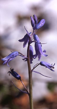 hyacinthoides_hispanica.jpg