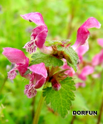 lamium_maculatum.jpg
