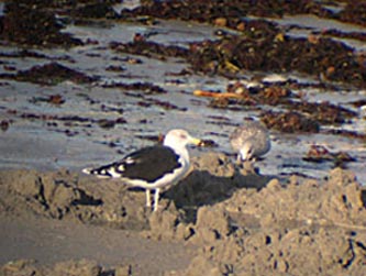 larus_marinus.jpg